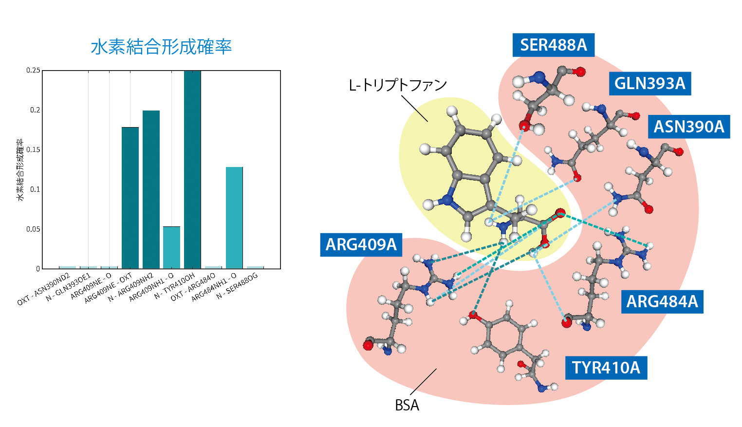 水素結合部位の模式図