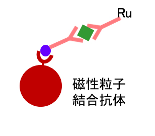 2次免疫反応