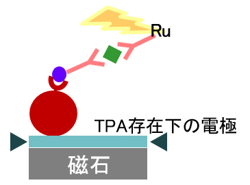 発光反応