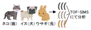 ペットの毛髪