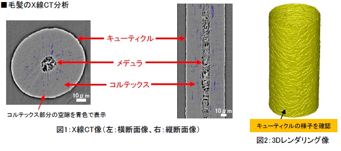 毛髪のX線CT像と毛髪の3Dレンダリング像