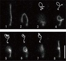 ��6��DNA���֡�