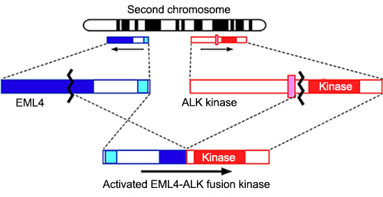 Fig.£±¡¡Figure1. Discovery of EML4-ALK fusion gene