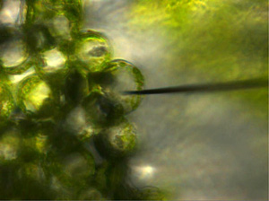 図6 植物1細胞の捕捉